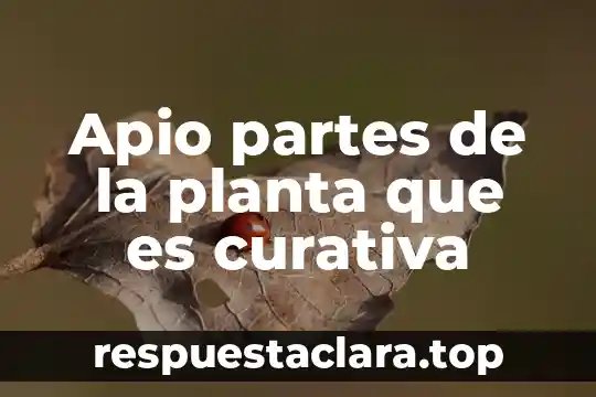 Apio partes de la planta que es curativa