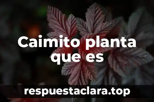Que es la planta medicinal cola de caballo 8 Caimito planta que es