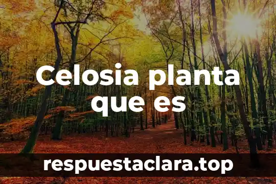 Celosia planta que es
