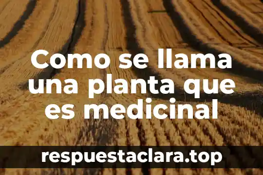 Que es diaspora planta 3 Como se llama una planta que es medicinal