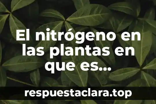 El nitrógeno en las plantas en que es convertido
