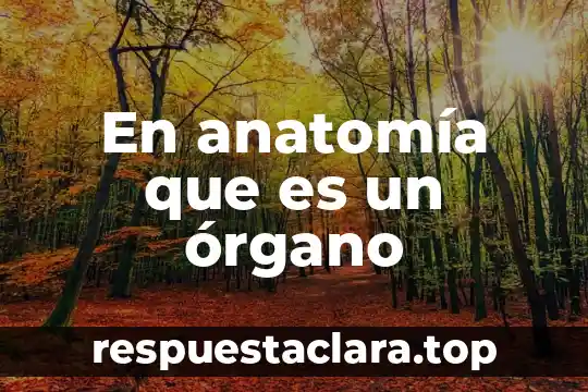 En anatomía que es un órgano