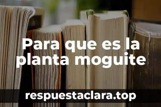 Para que es la planta moguite