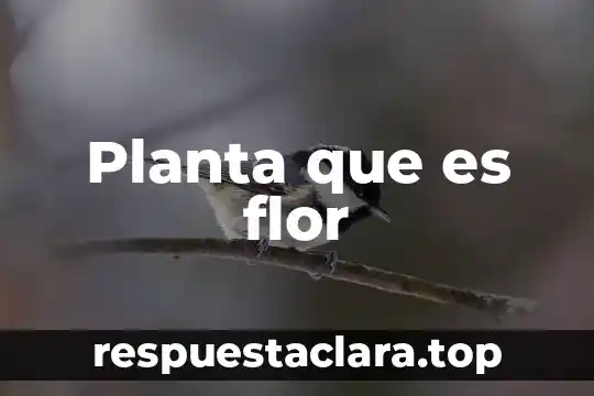 Para que es la flor de la vida 5 Planta que es flor