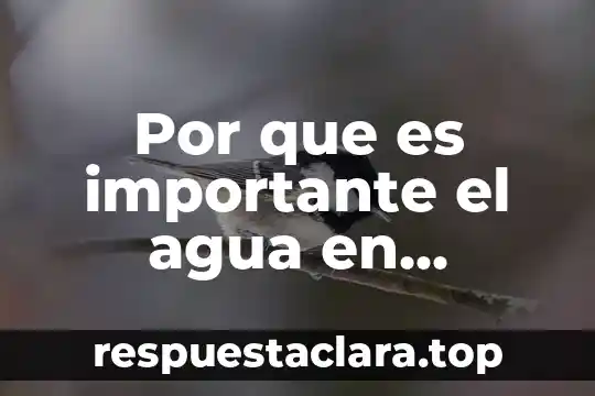 Por que es importante el agua en nuestro cerebro
