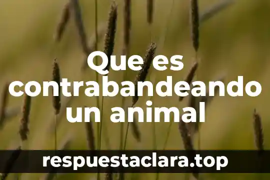 Que es un bobcat animal 3 Que es contrabandeando un animal
