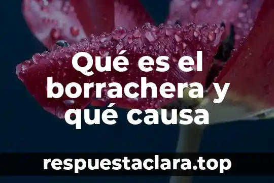 Que es familias ciberseguras 7 Qué es el borrachera y qué causa