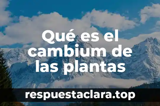 Que es ser simetrico 3 Qué es el cambium de las plantas