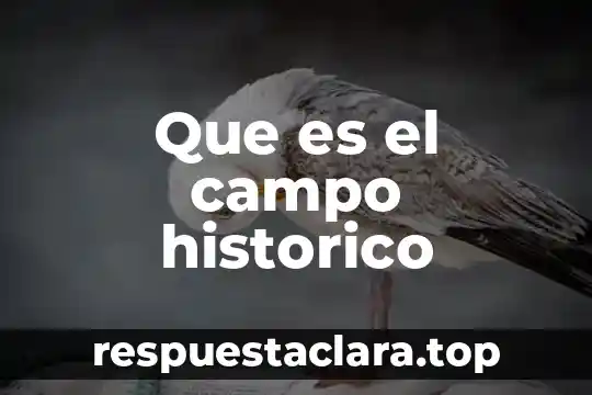 Que es un simukacro de campo 3 Que es el campo historico