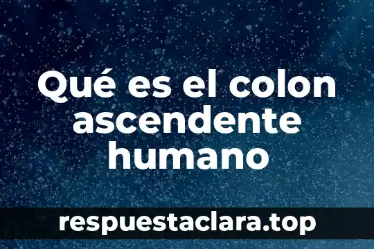 Qué es el colon ascendente humano