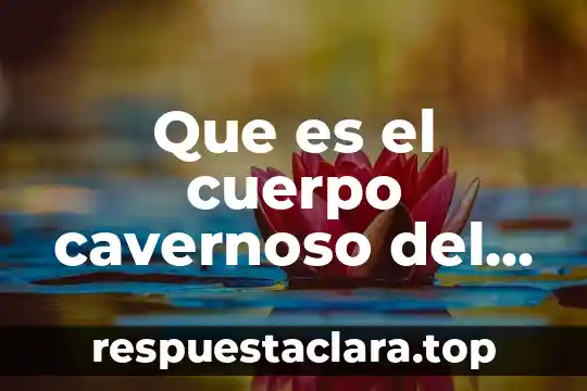 Que es el cuerpo cavernoso del cuerpo