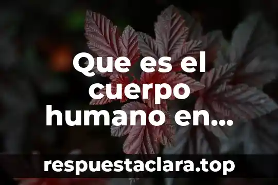 Que es una piraña en ingles 3 Que es el cuerpo humano en ingles