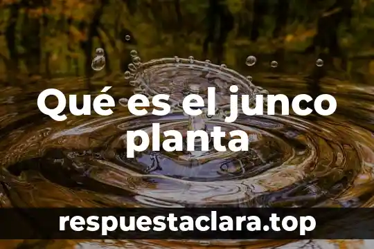 Que es un espacio bautistero 6 Qué es el junco planta