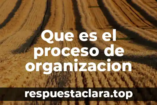 Que es el proceso de hermatosis 5 Que es el proceso de organizacion