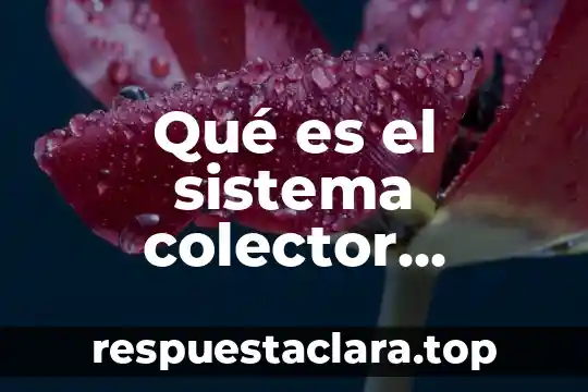 Qué es el sistema colector urinario