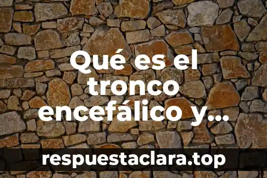 Qué es el tronco encefálico y sus funciones