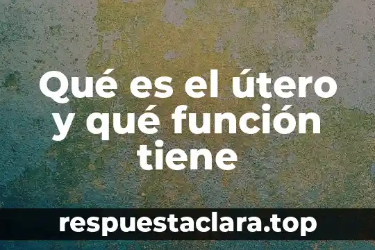 Qué es el útero y qué función tiene