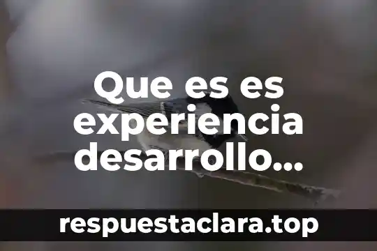 Que es es experiencia desarrollo humano