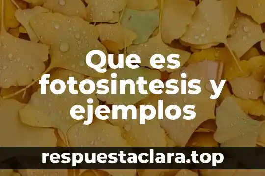 Que es ser creativo ejemplos 4 Que es fotosintesis y ejemplos