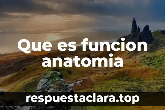 Que es funcion anatomia