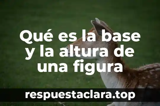 Que es un conjunto de entidades en base de datos 7 Qué es la base y la altura de una figura