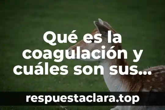 Qué es la coagulación y cuáles son sus fases