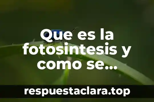 Que es la fotosintesis y como se desarrolla