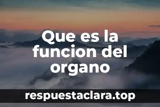 Que es el humor vitreo y que funcion cumple 5 Que es la funcion del organo