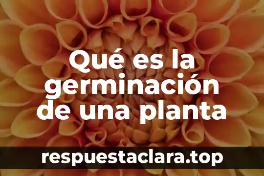 Qué es la germinación de una planta