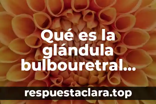 Qué es una teoría un sistema una escuela 6 Qué es la glándula bulbouretral del sistema reproductor masculino