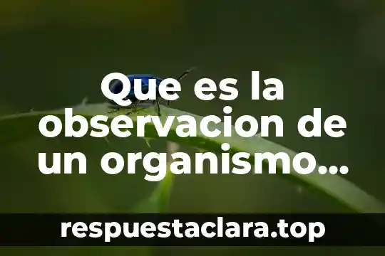 Que es la observacion de un organismo internacional