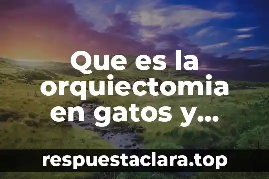 Que es un flujograma y como hacerlo 4 Que es la orquiectomia en gatos y como hacerlo