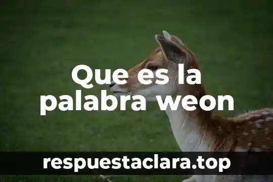 Que es la palabra weon