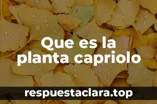 Que es la planta capriolo