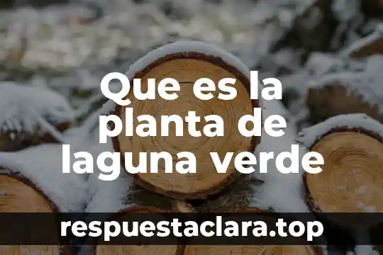 Que es la planta medicinal cola de caballo 3 Que es la planta de laguna verde