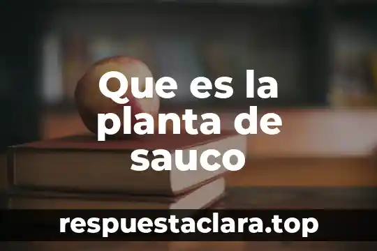 Que es la planta de sauco