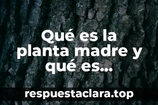 Qué es la planta madre y qué es explante