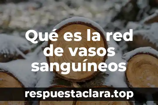 Qué es la red de vasos sanguíneos