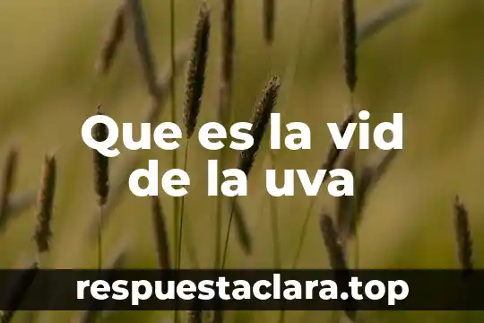 Que es la vid de la uva
