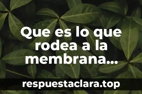 Que es lo que rodea a la membrana celular