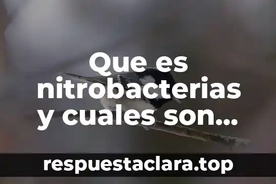 Que es nitrobacterias y cuales son sus adadtasiones