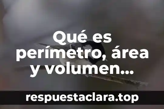 Que es la historia primaria 5 Qué es perímetro, área y volumen primaria