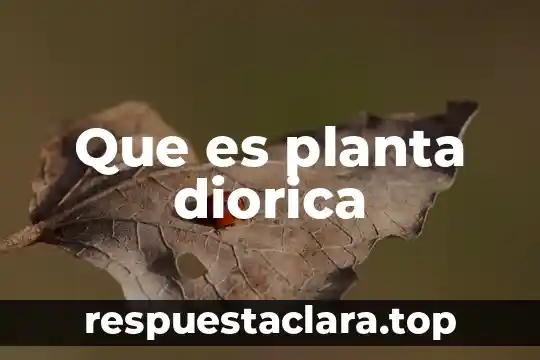 Que es adventicia de la planta 6 Que es planta diorica