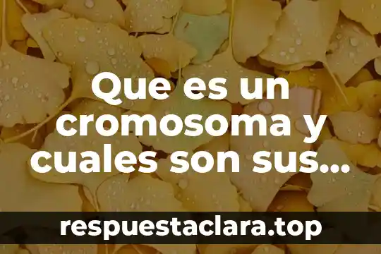 Que es un cromosoma y cuales son sus funciones