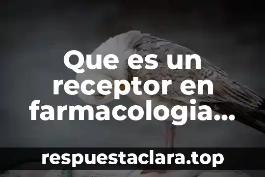 Transmisor receptor ethernet modem que es y como funciona 3 Que es un receptor en farmacologia ejemplos