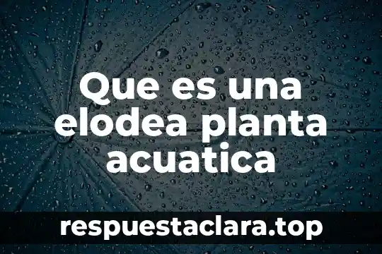 Que es una elodea planta acuatica