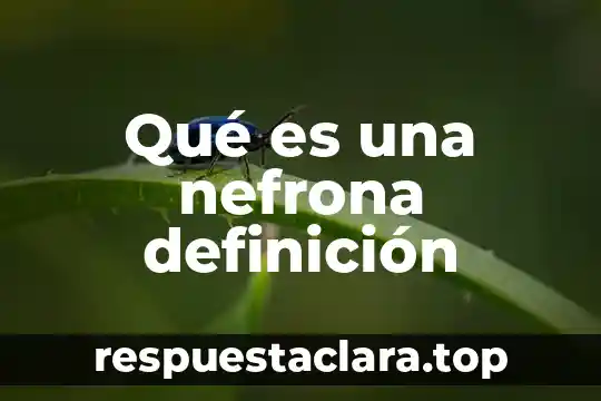 Qué es una nefrona definición