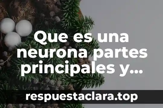 Que es una neurona partes principales y funciones