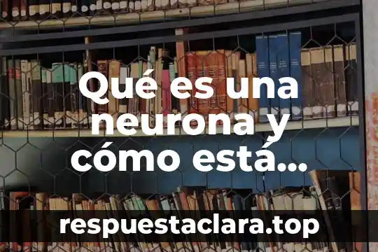 Qué es una neurona y cómo está formada