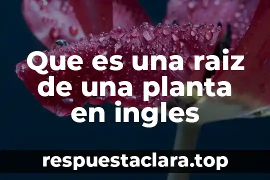 Que es una raiz de una planta en ingles